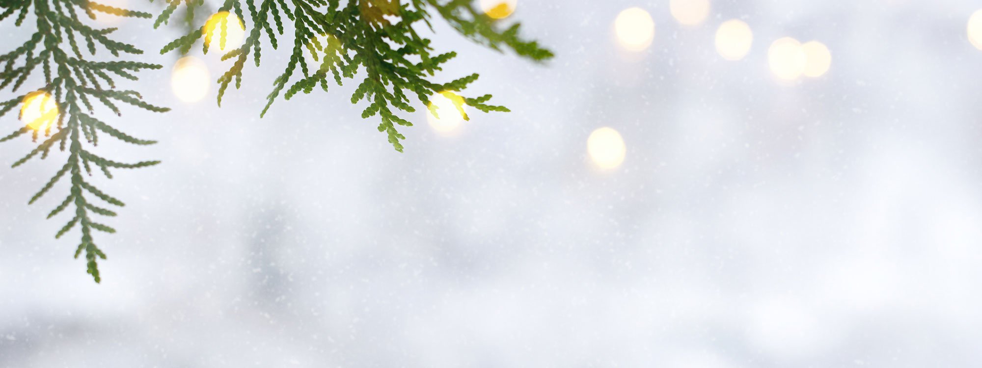 Snow Banner with Fir trees
